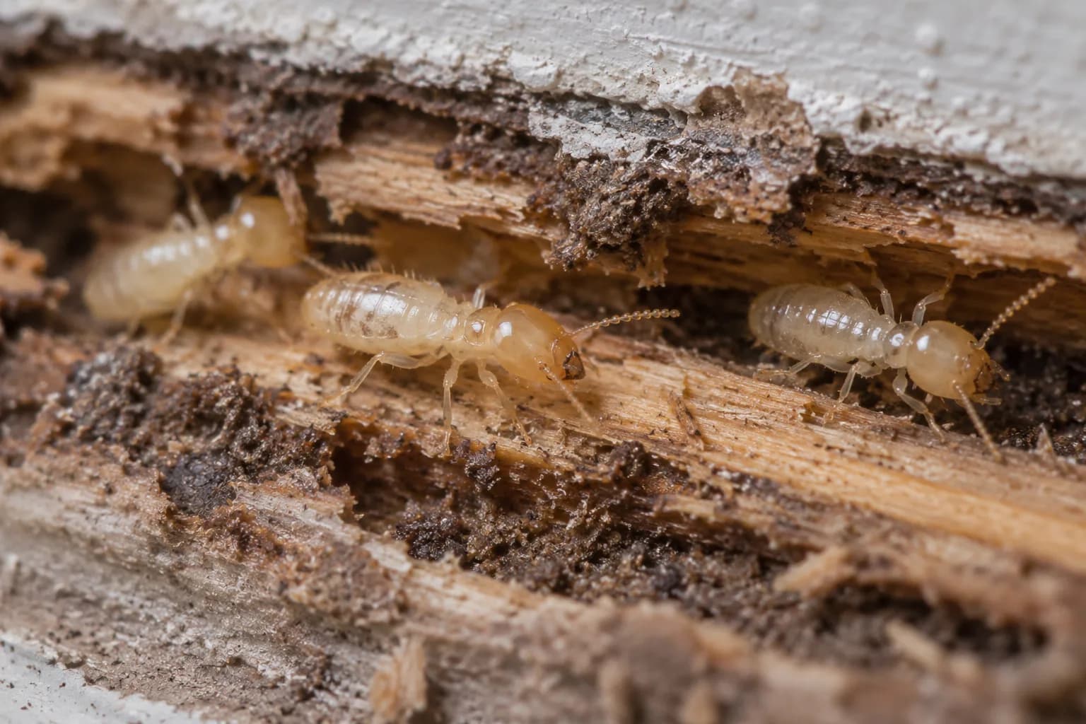 Termites on an exposed section of wood